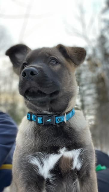 Angus is searching for his pack