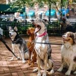 Saints Dogs Rock