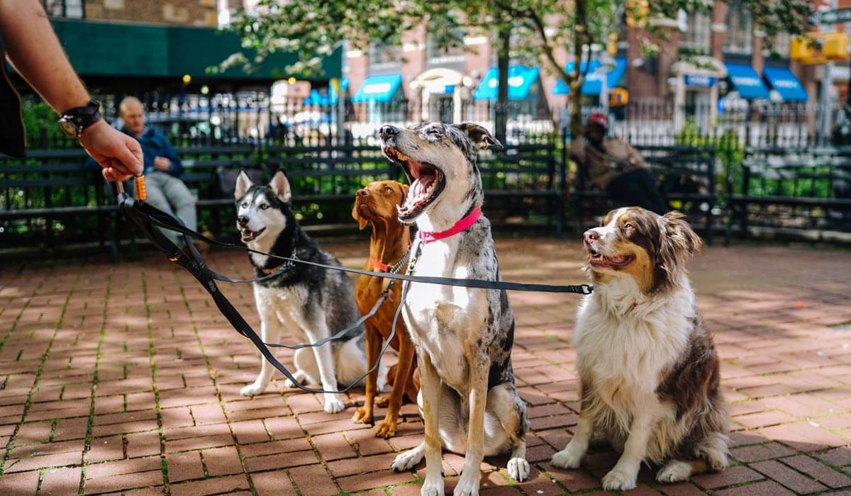 Saints Dogs Rock