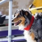 Opt to Adopt