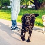 Saints Adoption Application