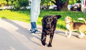 Saints Adoption Application