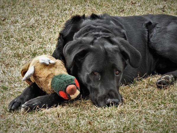 Saying Goodbye to our Beau