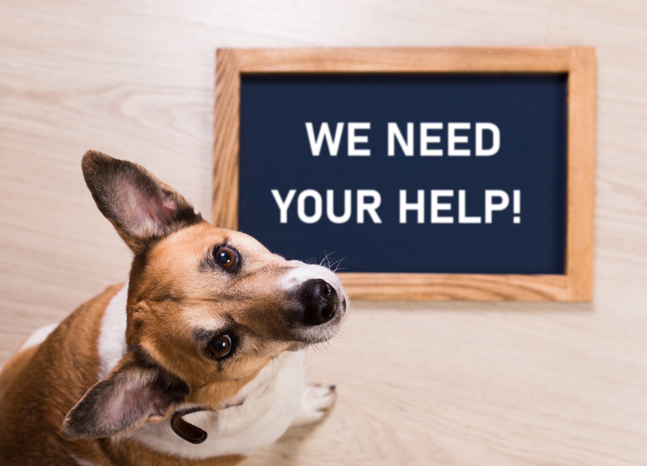 Support our Rescue!